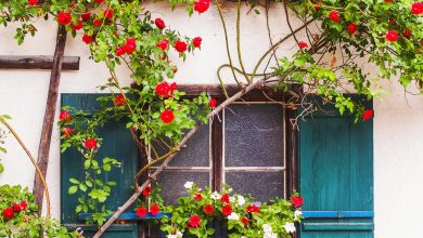 Photo of «Секреты уютного коттеджа на даче»