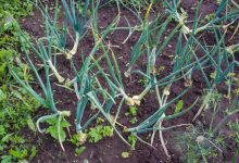 Photo of «Как выбрать идеальный участок»