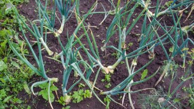 Photo of «Как выбрать идеальный участок»